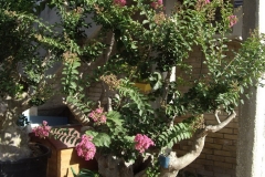 Lagestroemia esemplare 